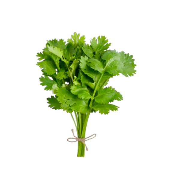 Coriander