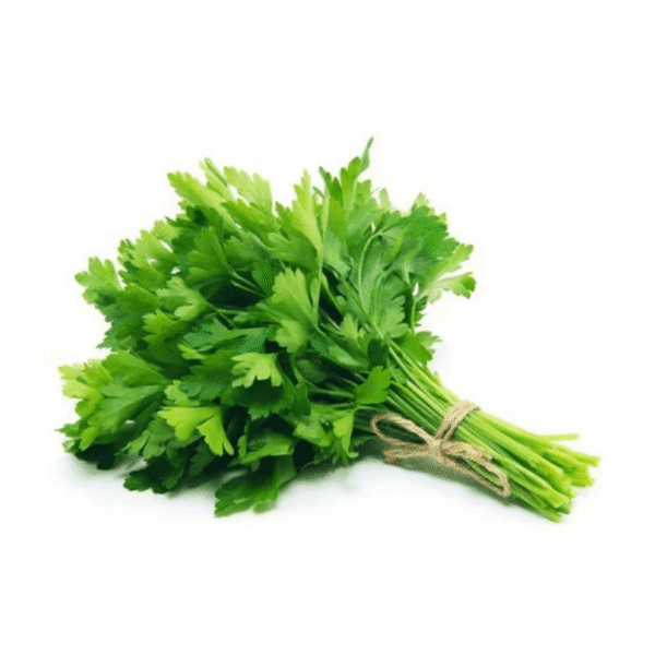 Fresh Green Cilantro